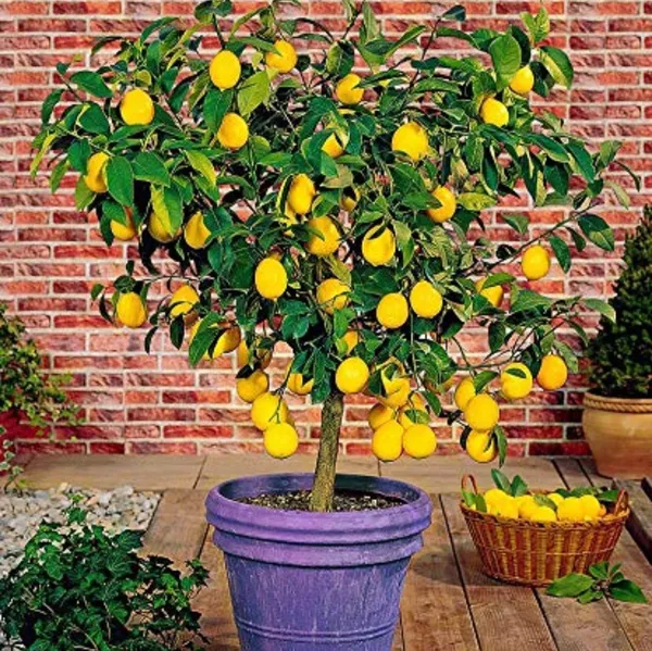 Meyer_Lemon_Original_F1plants_Default_Title