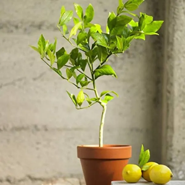 Meyer_Lemon_Original_F1plants_Default_Title