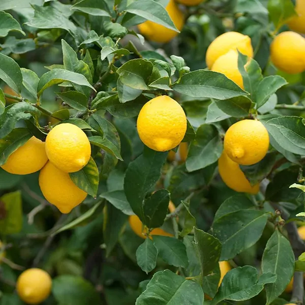 Meyer_Lemon_Original_F1plants_Default_Title