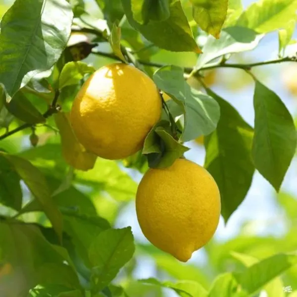 Meyer_Lemon_Original_F1plants_Default_Title