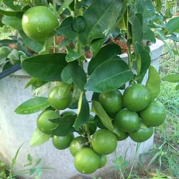 Kagazi_Lemon_Original_F1plants_Default_Title