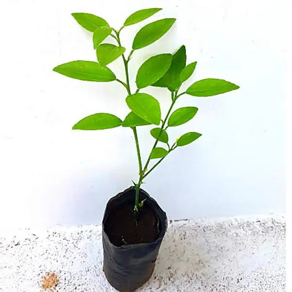 Kagazi_Lemon_Original_F1plants_Default_Title