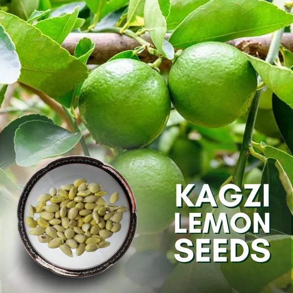 Green_Paradise_Kagazi_Lemon_Original_F1_Seeds_Default_Title