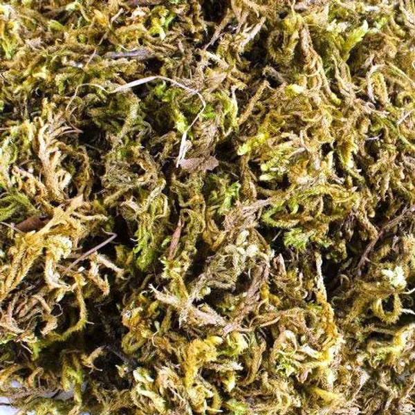 Sphagnum_Moss_500_Grms_For_Orchid_Plant_Soil_Air_Layering_And_Mulching_Default_Title
