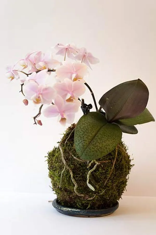 Sphagnum_Moss_500_Grms_For_Orchid_Plant_Soil_Air_Layering_And_Mulching_Default_Title
