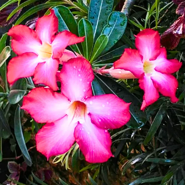 Live_Healthy_Adenium_Desert_Rose_Seedling_Plant_Default_Title