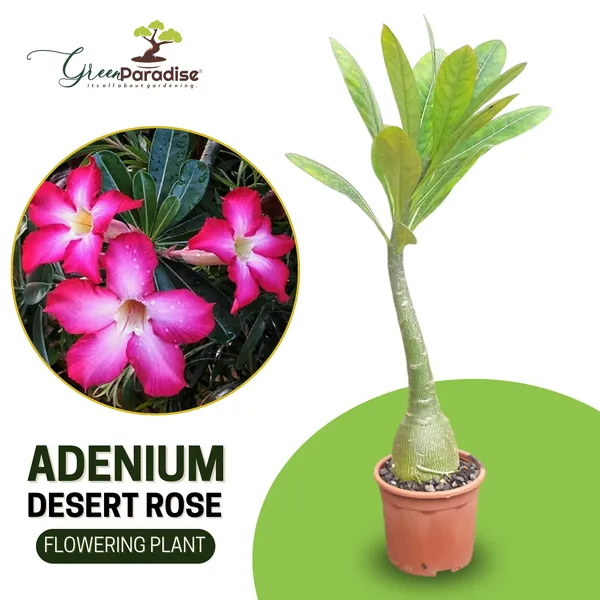 Live_Healthy_Adenium_Desert_Rose_Seedling_Plant_Default_Title