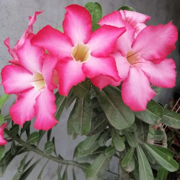 Live_Healthy_Adenium_Desert_Rose_Seedling_Plant_Default_Title