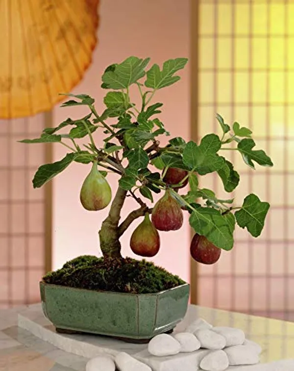 Sweet_Fig_Live_Plant_Anjeer_Plant_Default_Title