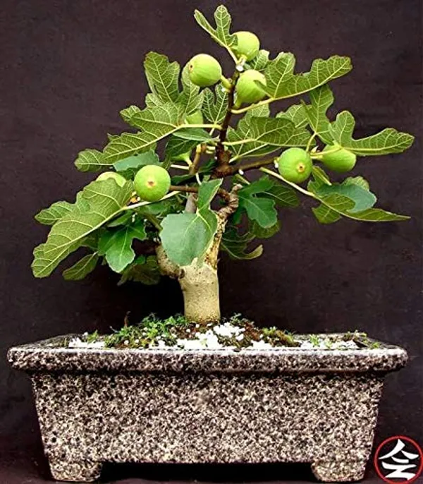 Sweet_Fig_Live_Plant_Anjeer_Plant_Default_Title