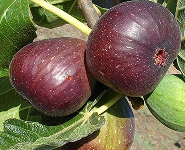 Sweet_Fig_Live_Plant_Anjeer_Plant_Default_Title