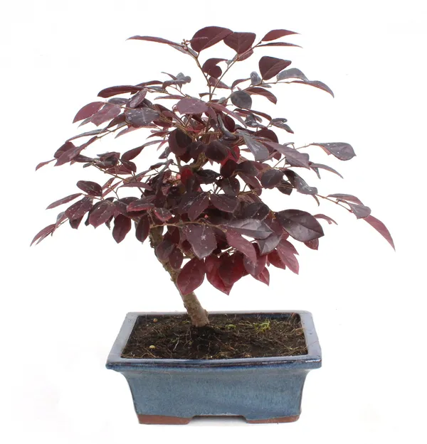 Live_Bonsai_Loropetalum_Plant_With_Bonsai_Pot_Default_Title