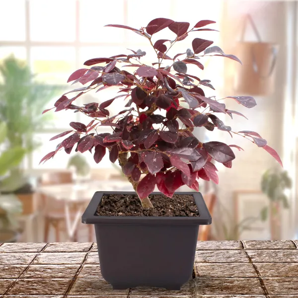 Live_Bonsai_Loropetalum_Plant_With_Bonsai_Pot_Default_Title