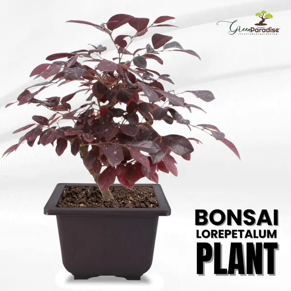 Live_Bonsai_Loropetalum_Plant_With_Bonsai_Pot_Default_Title