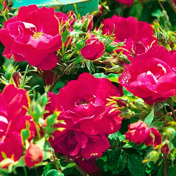 Live_Red_Fragrant_Kashmiri_Valentine_Rose_Plant_Bunch_Roses_Plant_Default_Title