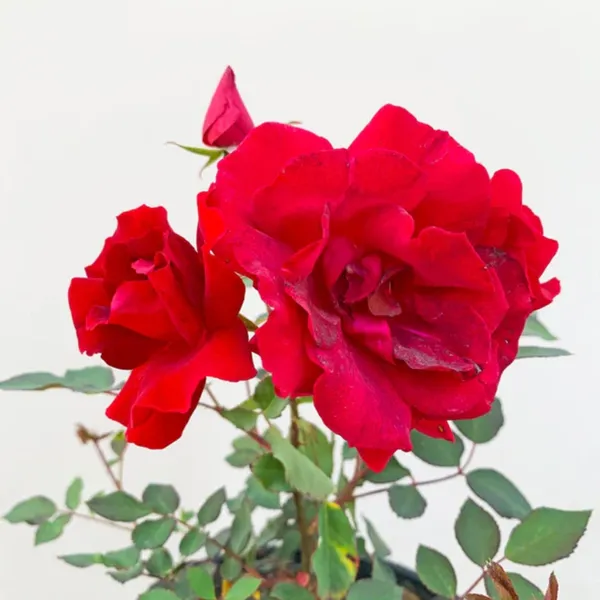 Live_Red_Fragrant_Kashmiri_Valentine_Rose_Plant_Bunch_Roses_Plant_Default_Title