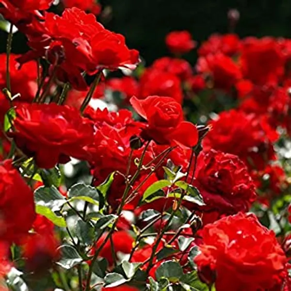 Live_Red_Fragrant_Kashmiri_Valentine_Rose_Plant_Bunch_Roses_Plant_Default_Title