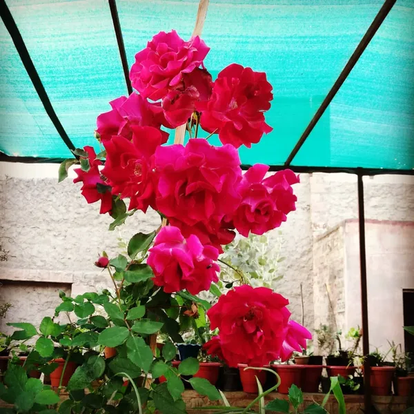 Live_Red_Fragrant_Kashmiri_Valentine_Rose_Plant_Bunch_Roses_Plant_Default_Title