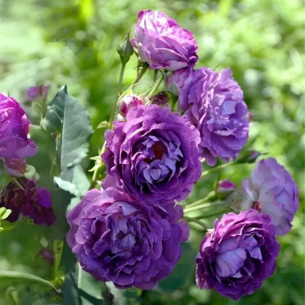Exclusive_Live_Blue_Rose_Rhapsody_In_Blue_Without_Pot_Default_Title