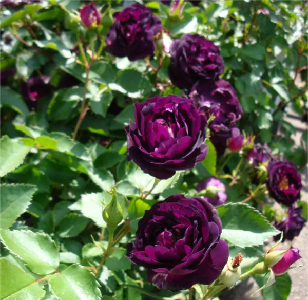 Exclusive_Live_Blue_Rose_Rhapsody_In_Blue_Without_Pot_Default_Title