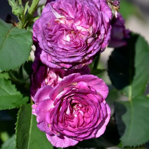 Exclusive_Live_Blue_Rose_Rhapsody_In_Blue_Without_Pot_Default_Title