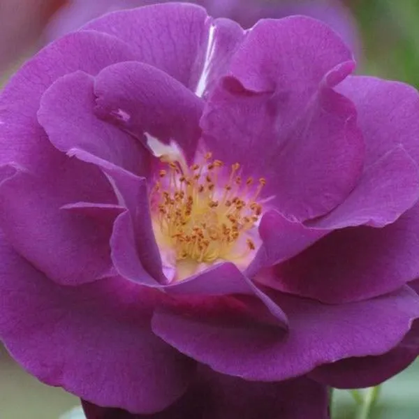 Exclusive_Live_Blue_Rose_Rhapsody_In_Blue_Without_Pot_Default_Title