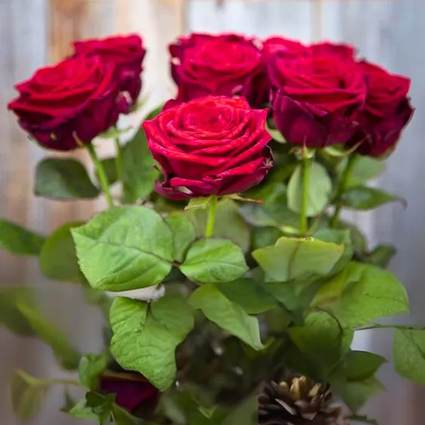 Exclusive_Live_Dutch_Rose_Plant_Red