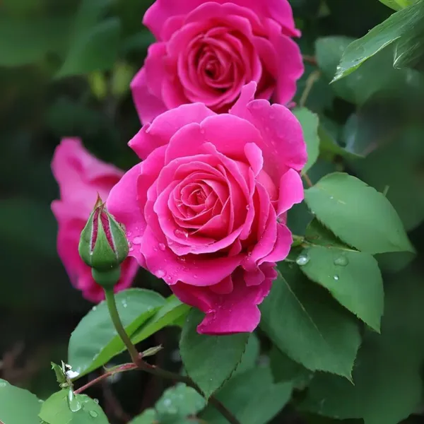 Exclusive_Live_Dutch_Rose_Plant_Pink