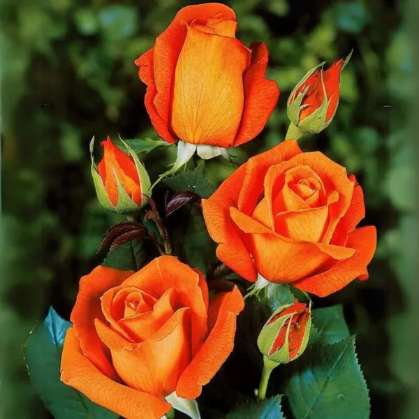 Exclusive_Live_Dutch_Rose_Plant_Orange