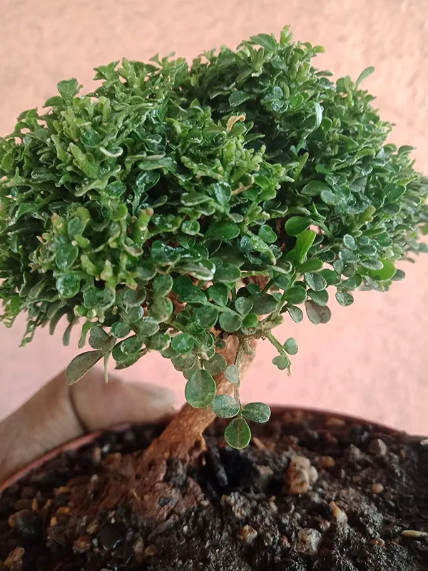 Murraya_Compacta_Prebonsai_Plant_With_Pot_Default_Title