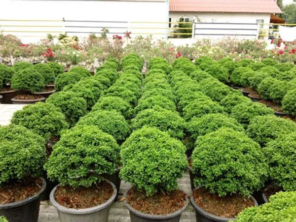 Murraya_Compacta_Prebonsai_Plant_With_Pot_Default_Title