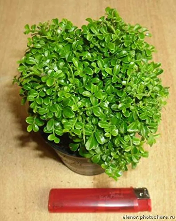 Murraya_Compacta_Prebonsai_Plant_With_Pot_Default_Title