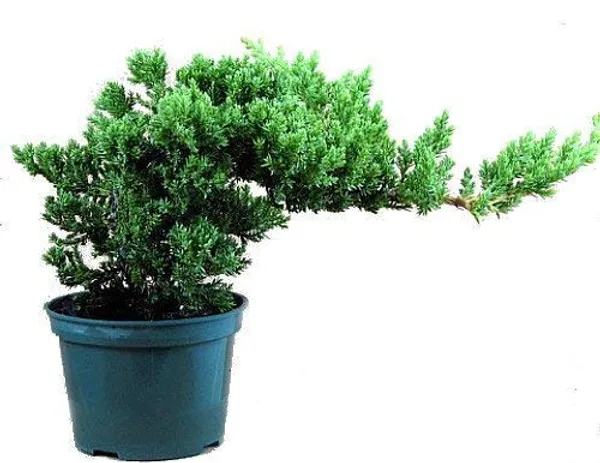 Juniper_Prostata_Pre_Bonsai_Sapling_Tree_Default_Title