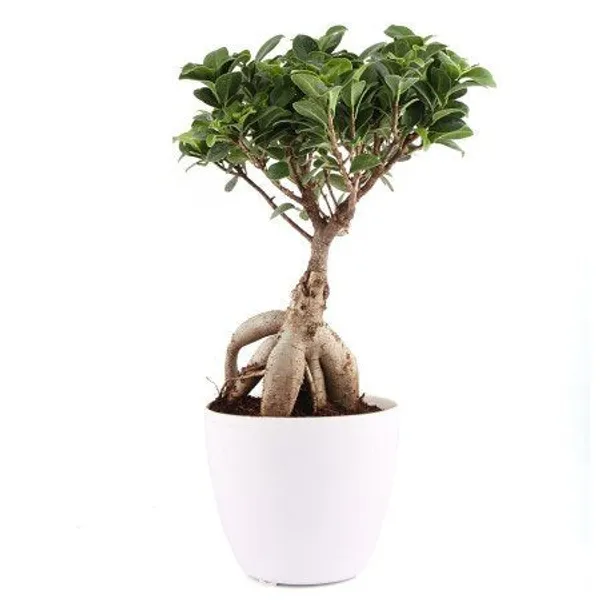 Bonsai_Ficus_Ginseng_Live_Plant_With_Pot_Default_Title