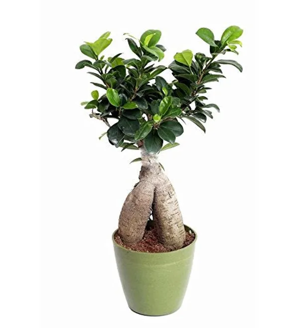 Bonsai_Ficus_Ginseng_Live_Plant_With_Pot_Default_Title