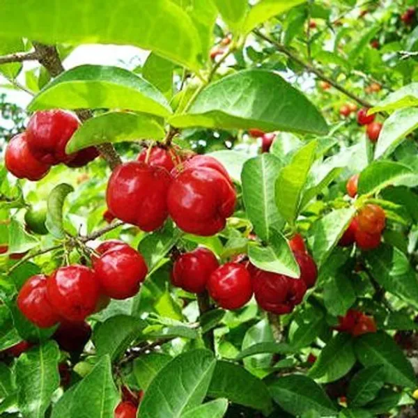 Live_Barbadose_Cherry_Plant_Suitable_For_Bonsai_Default_Title