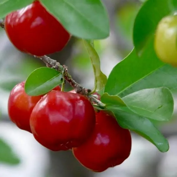 Live_Barbadose_Cherry_Plant_Suitable_For_Bonsai_Default_Title