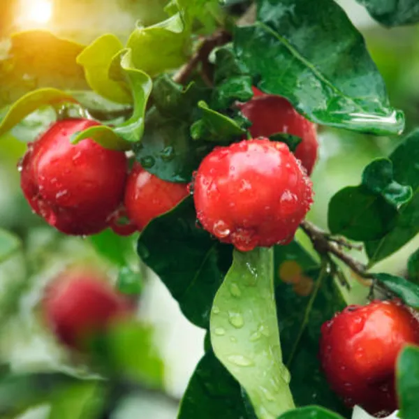 Live_Barbadose_Cherry_Plant_Suitable_For_Bonsai_Default_Title