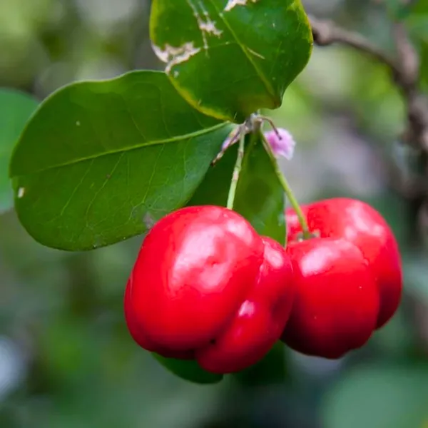 Live_Barbadose_Cherry_Plant_Suitable_For_Bonsai_Default_Title