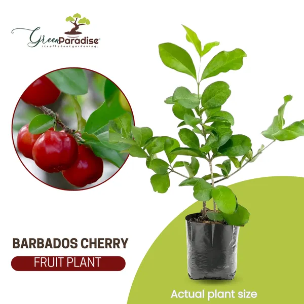 Live_Barbadose_Cherry_Plant_Suitable_For_Bonsai_Default_Title