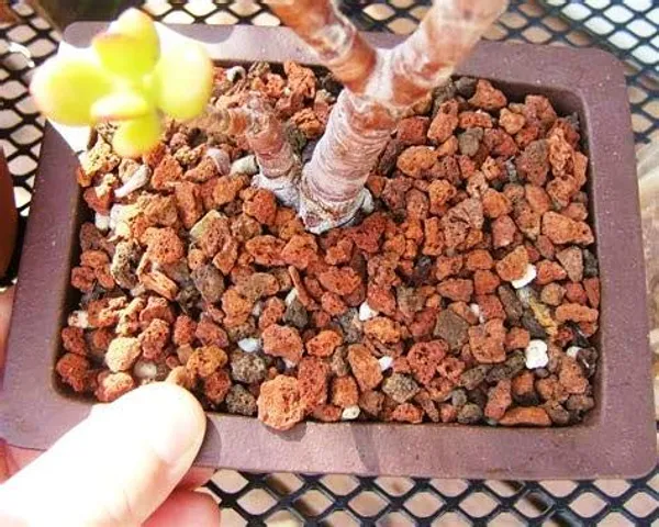 Porous_Rocks_For_Soilmix_In_Bonsai_Succulents_And_Adenium_Plants_5kg_Pack_Default_Title
