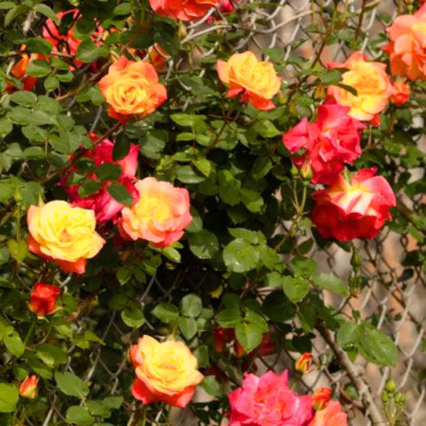 Exclusive_Live_Orange_Climbing_Rose_Plant_Default_Title