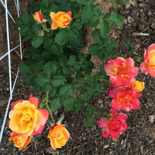 Exclusive_Live_Orange_Climbing_Rose_Plant_Default_Title