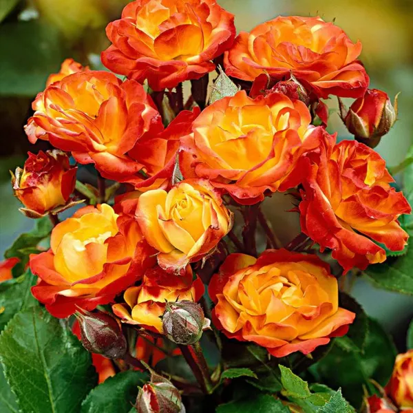 Exclusive_Live_Orange_Climbing_Rose_Plant_Default_Title