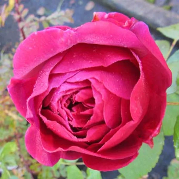 Live_Red_Fragrant_Desi_Rose_Plant_Set_Of_3_Plants_Default_Title