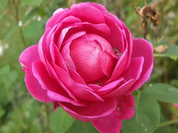 Live_Red_Fragrant_Desi_Rose_Plant_Set_Of_3_Plants_Default_Title