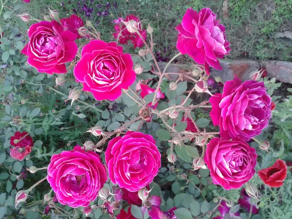 Live_Red_Fragrant_Desi_Rose_Plant_Set_Of_3_Plants_Default_Title