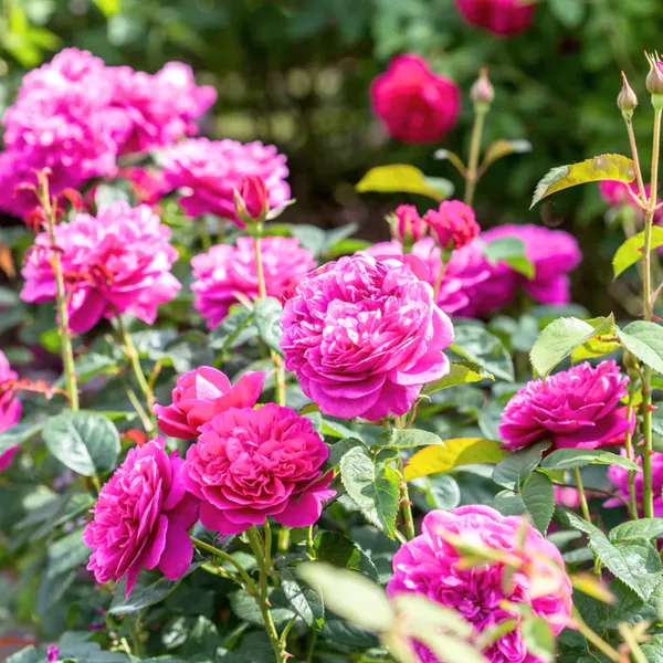 Green_Paradise_Live_Red_Scented_Climbing_Rose_Plant_Default_Title
