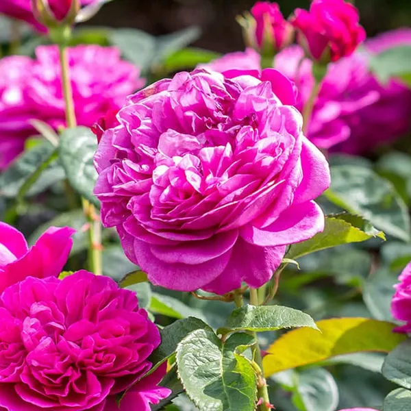 Green_Paradise_Live_Red_Scented_Climbing_Rose_Plant_Default_Title