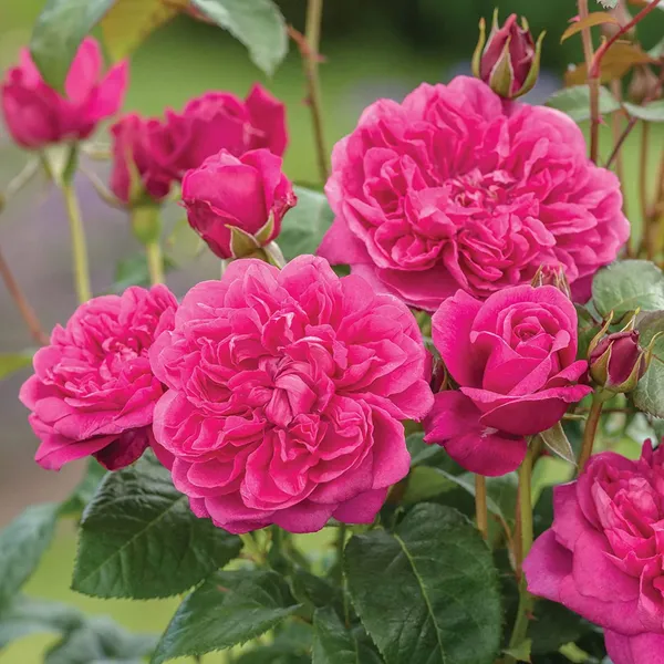 Green_Paradise_Live_Red_Scented_Climbing_Rose_Plant_Default_Title